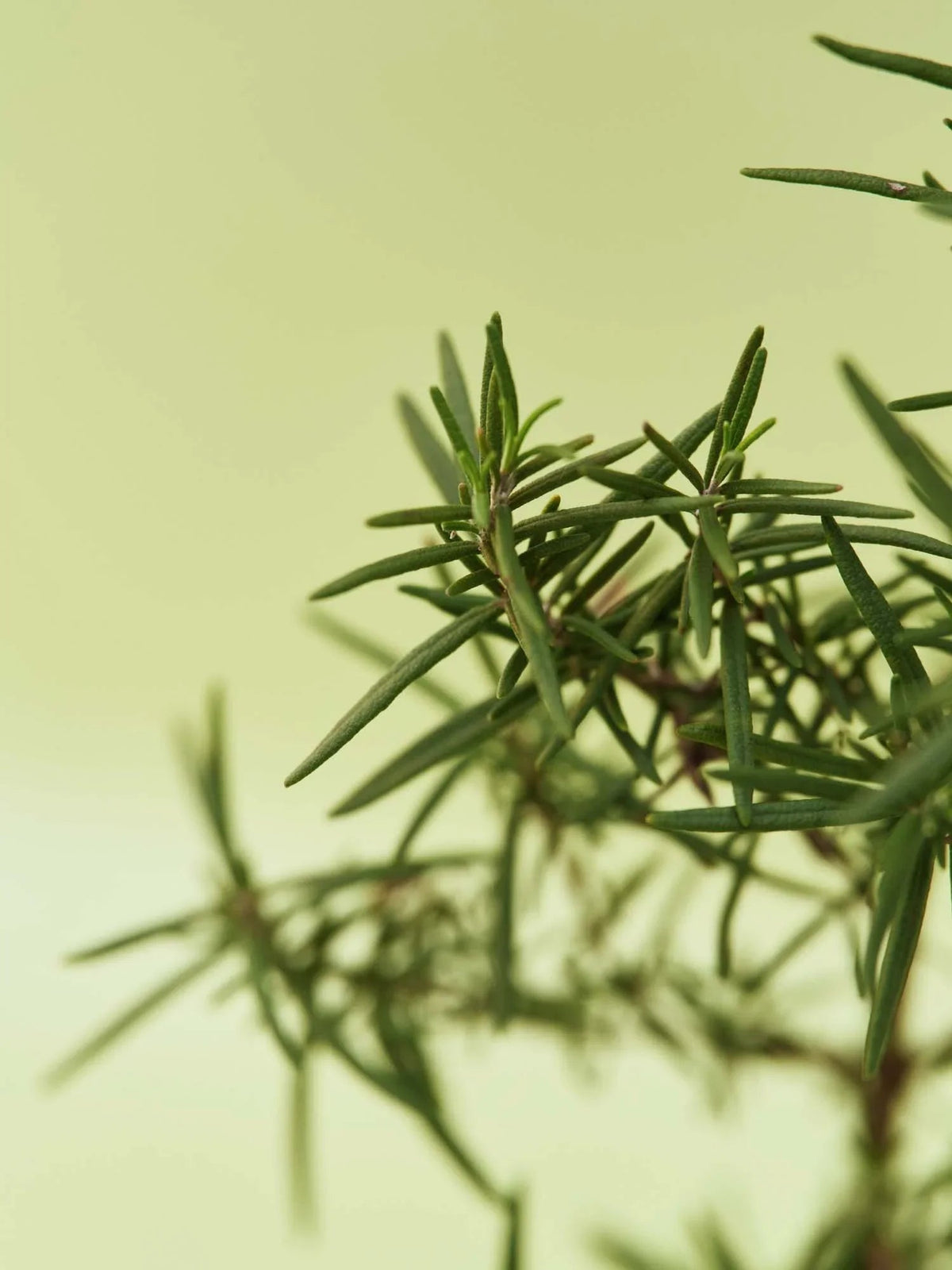 AROMATICA Vitalizing Rosemary All In One Wash 300ml