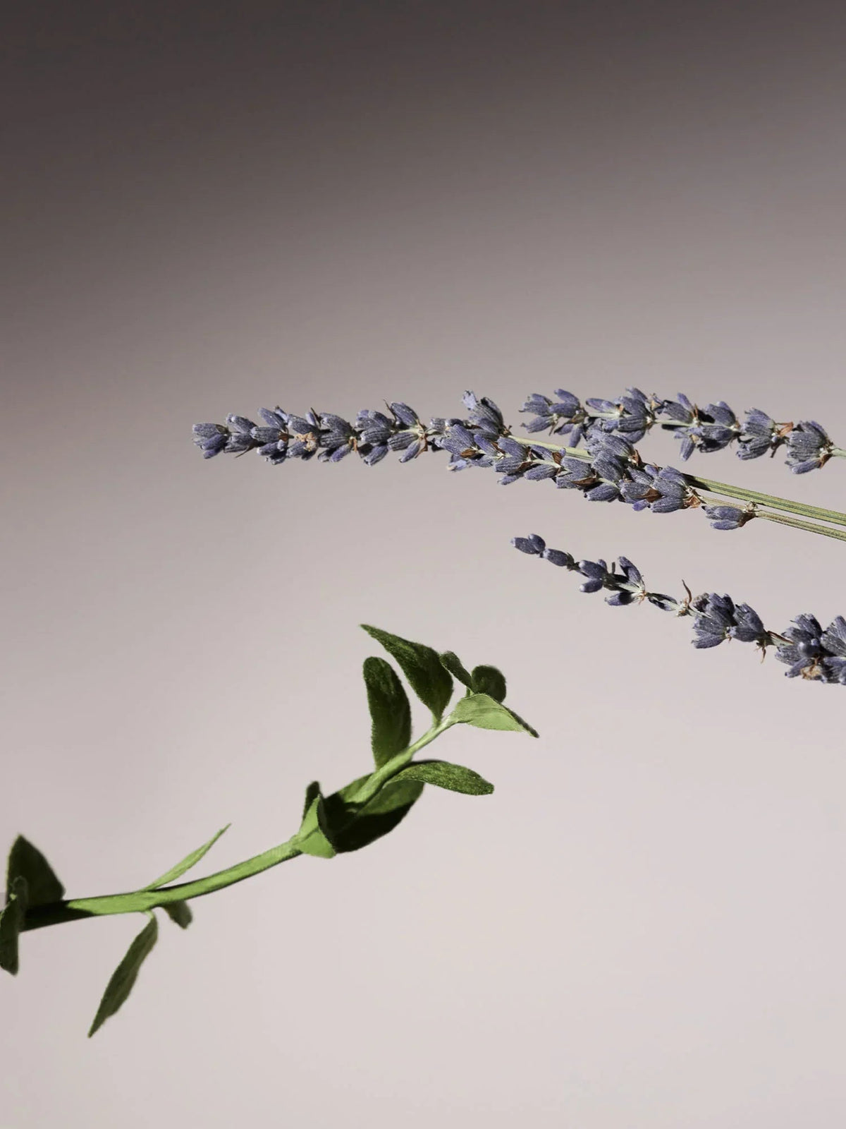 AROMATICA Serene Body Oil Lavender & Marjoram 100ml