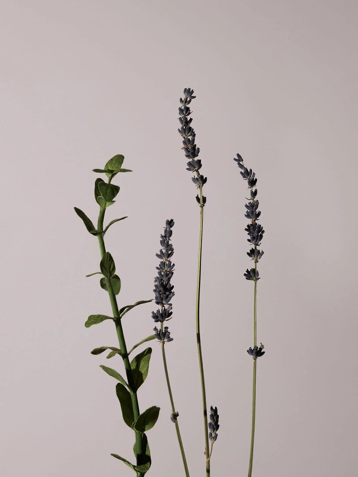 AROMATICA Serene Body Wash Lavender & Marjoram