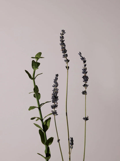 AROMATICA Serene Body Wash Lavender & Marjoram