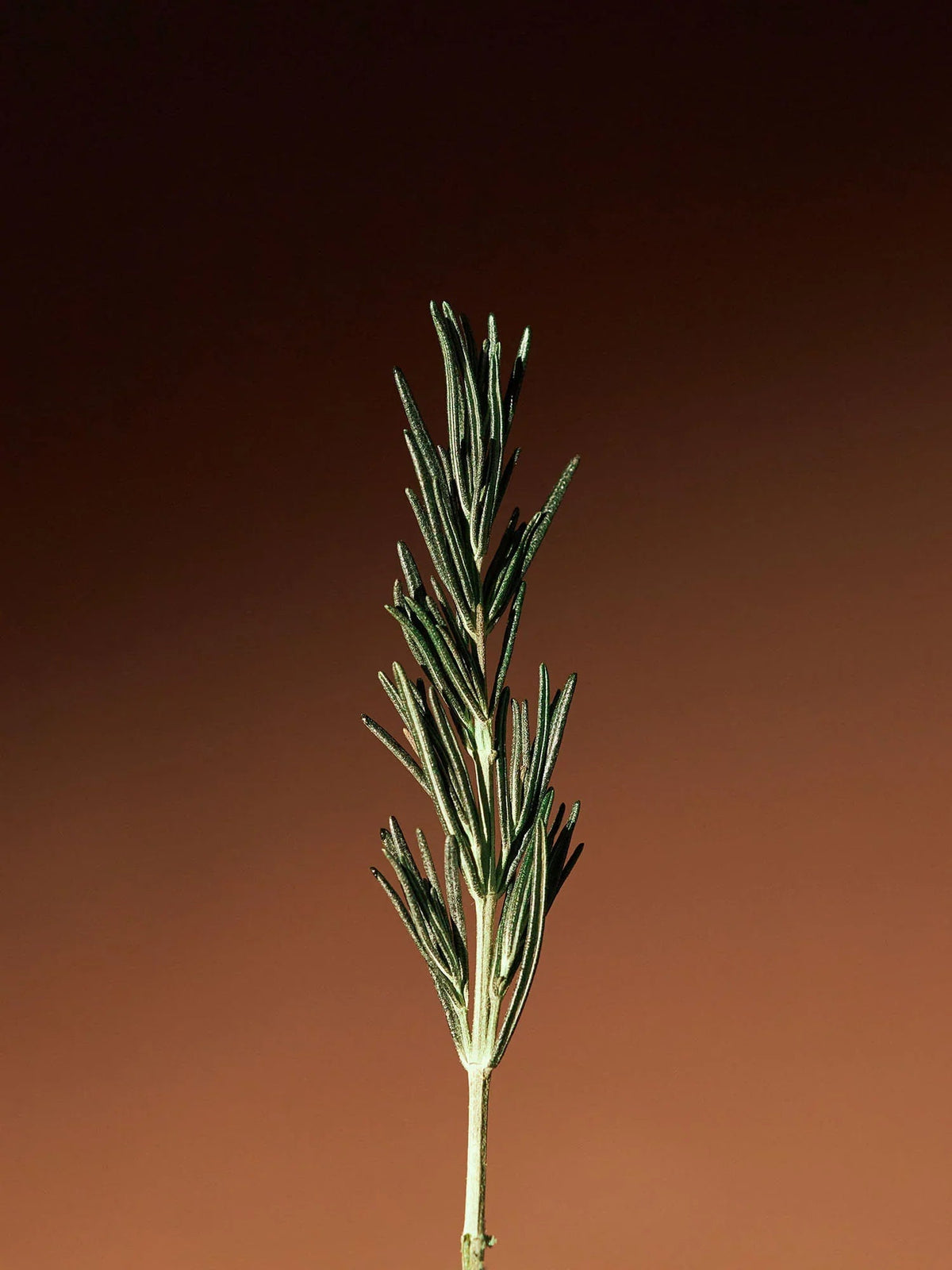 AROMATICA Vitalizing Rosemary Concentrated Essence Mini 30ml