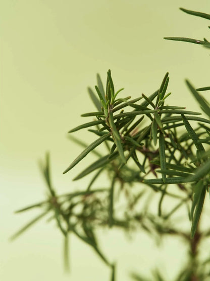 AROMATICA Vitalizing Rosemary All-in-one Wash 30ml