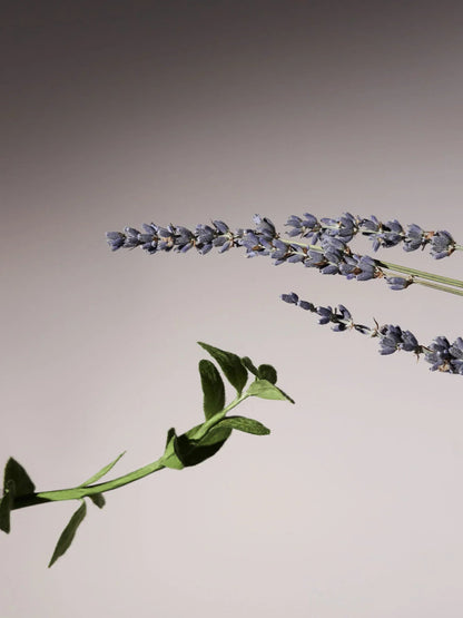 AROMATICA Serene Body Oil Lavender & Marjoram 100ml